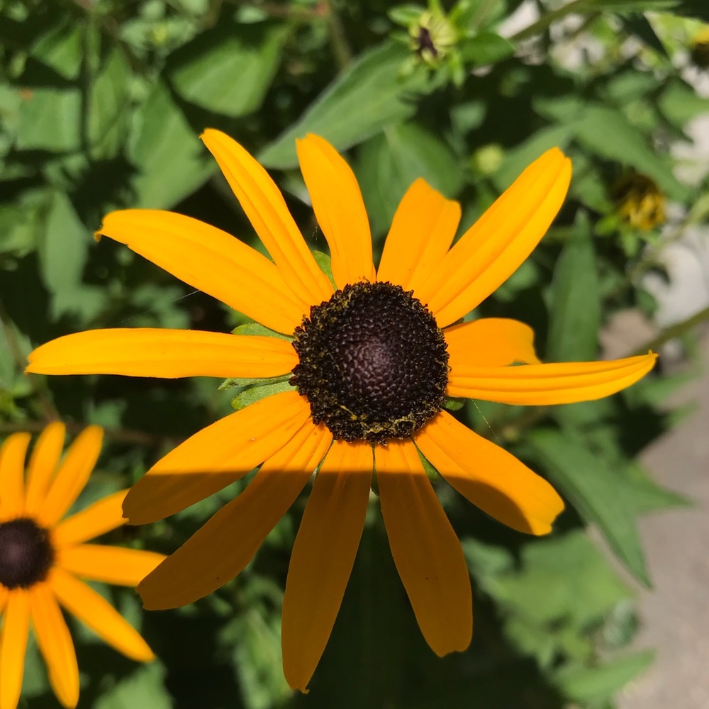 Meet your Posher, Ruby